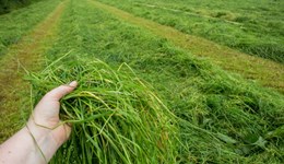 Grass and forage